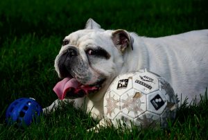 Scopri di più sull'articolo Bulldog: il miglior amico dell’uomo e del calciatore